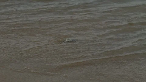 Crab on the sandy shore Stock Footage 329994299