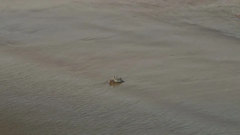 Crab on the sandy shore Stock Footage 332508814