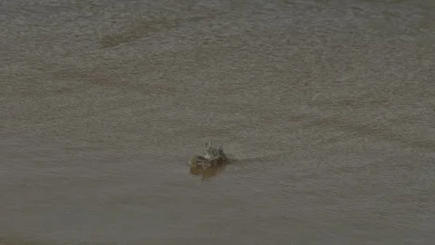 Crab on the sandy shore Stock Footage 332675674