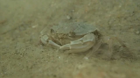 Crab in sandy turbidity Stock Footage 136387737