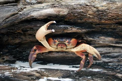Crab saying Hi Foto stock