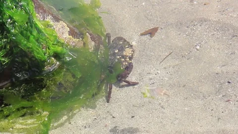 Crab scuttling in rock pool Stock Footage 73336929