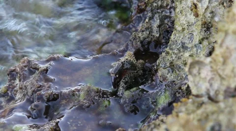 Crab on the sea cliff Stock Footage 12680869