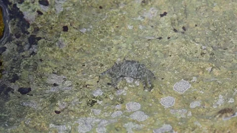 Crab in the sea, close-up. Stock Footage 308235486