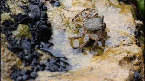 Crab, sea Stock Footage 32959329