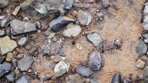 Crab in the sea Stock Footage 199786362