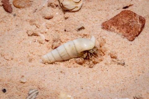 Crab in sea snail shell digging itself into sand at the beach Foto stock