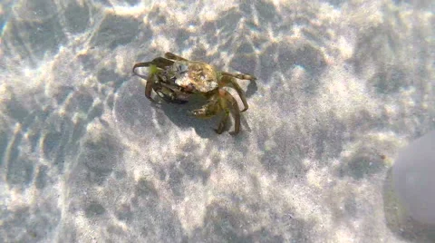 Crab on the seabed Video stock 51890408
