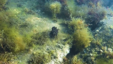 Crab on the seabed hides in algae Stock Footage 79101057