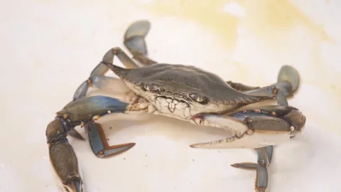 Crab seafood Stock Footage 274034750