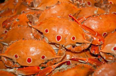 Crab, seafood Stock Photos