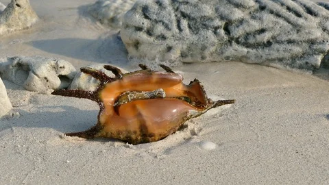 Crab in seashell rotating itself on sandy beach Stock Footage 90929651