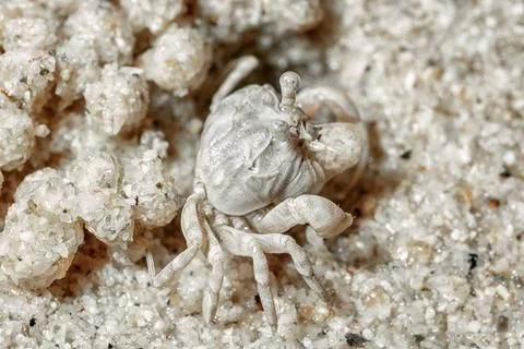 Crab at the seaside. Stock Photos