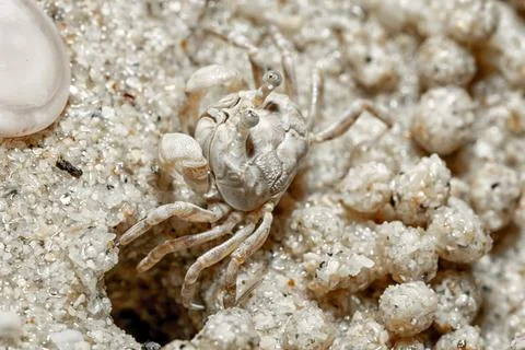 Crab at the seaside. Stock Photos
