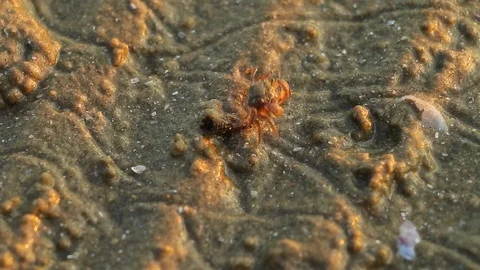 Crab (Sesarma mederi) Stock Footage 81024179