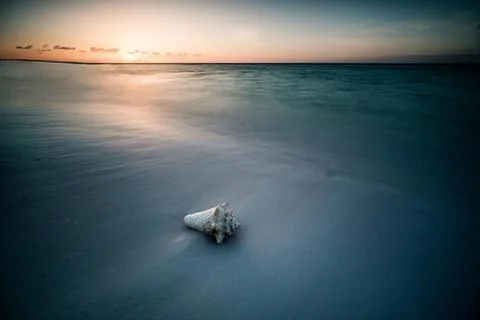 A crab shell at the beach of a sea Stock Photos
