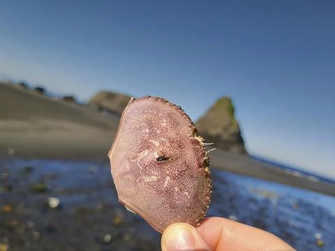 Crab Shell Close-Up with Coastal Oregon Beach Backdrop Foto stock