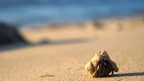 Crab in a shell crawling across beach Stock-Footage 111299893