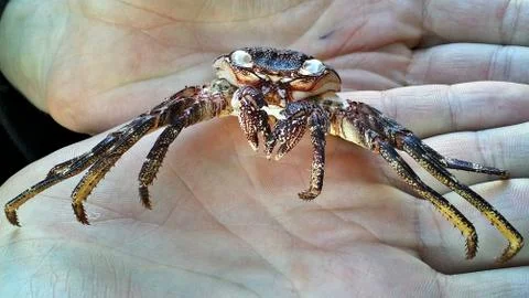 Crab shell in hands Foto stock