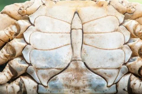 Crab shell pattern Stock Photos