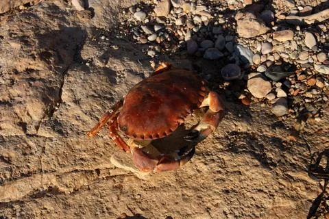 Crab shell resting on sunlit rock and pebble beach, illustrating marine nat.. Stock Photos