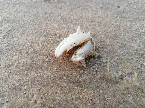 Crab shell with sand particles closeup view Stock Photos