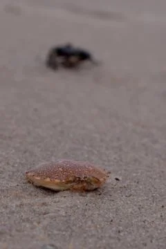 Crab Shell in the Sand Stock Photos