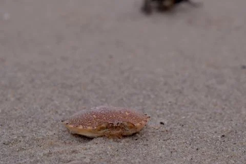 Crab Shell in the Sand Stock Photos