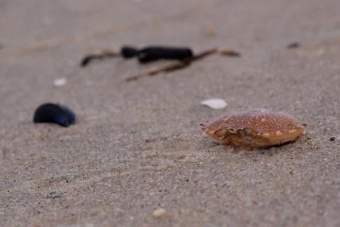 Crab Shell in the Sand Stock Photos