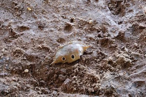 Crab shell in the sand Stock Photos