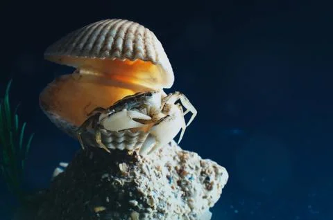 Crab in the shell in the sea Stock Photos