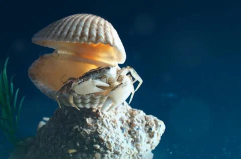 Crab in the shell in the sea Stock Photos