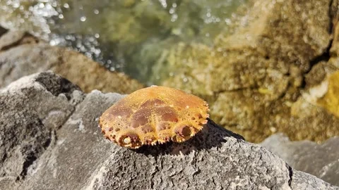 Crab shell on the shore by the sea Stock Footage 296923646