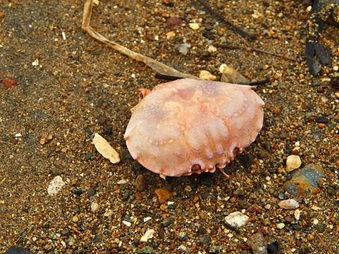 Crab shells Stock Photos
