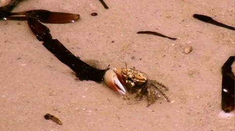 Crab on shoal Stock Footage 56663557