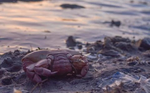 Crab on shore of beach Stock Photos