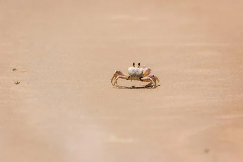 Crab on the shore Foto stock
