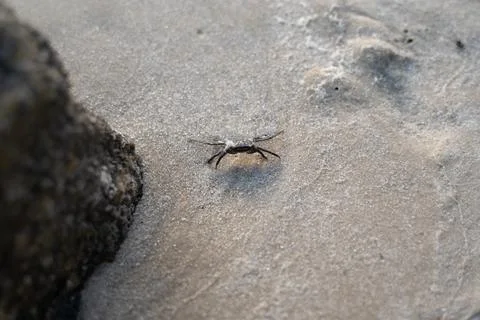 Crab on the Shore Stock Photos