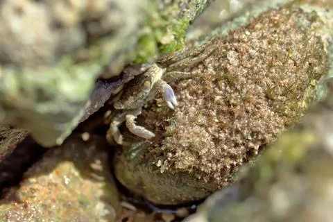 Crab sits and eats Stock Photos