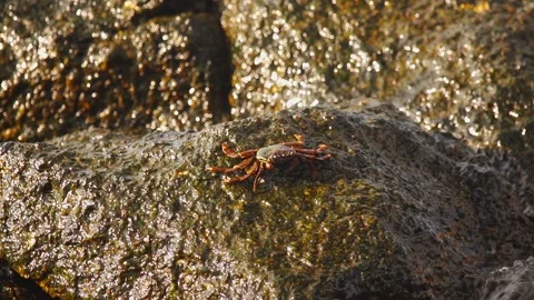 Crab sits on a rock Stock Footage 94044163
