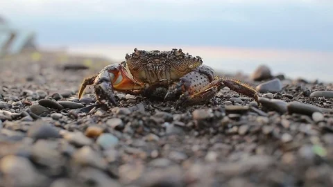 Crab sitting on the beach 動画素材 77245468
