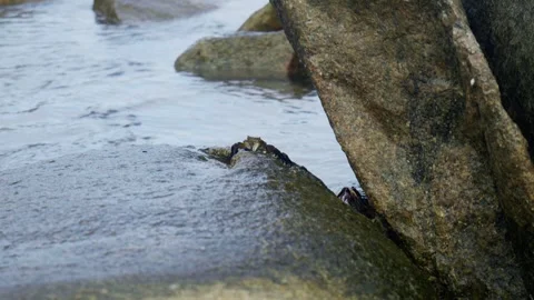 Crab in slow motion Stock Footage 305522974