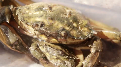 Crab with small crab Vídeos de archivo 40675557