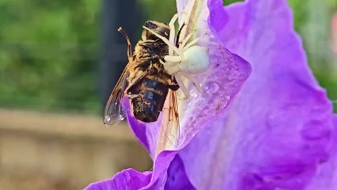 Crab Spider Capturing Bee on Purple Flower Macro 스톡 동영상 334698561
