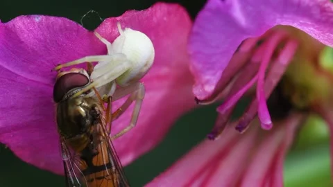 Crab spider catch the prey, spider, Thomisus, mimicry,  butterfly, attack Stock Footage 323363393