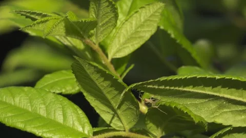 Crab Spider Climbing Between Green Leaves - 4K Macro Wildlife Shot Stockbeeldmateriaal 335712127