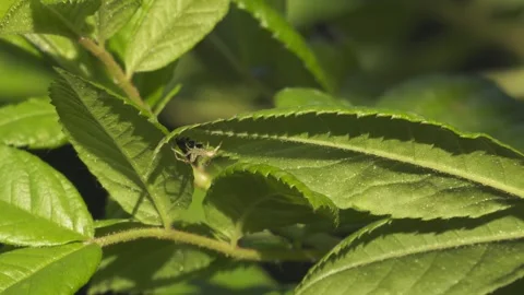 Crab Spider Climbing to the Tip of a Green Leaf - 4K Macro Wildlife Shot Vídeos de archivo 335698177