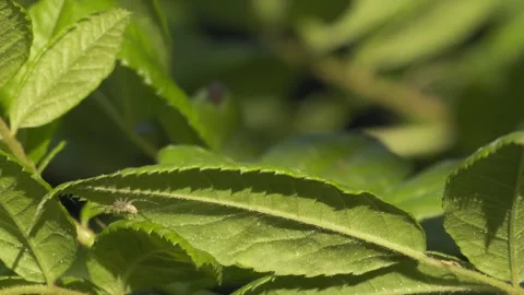 Crab Spider Crawling on Green Leaf - 4K Macro Wildlife Shot Vídeos de archivo 335712227