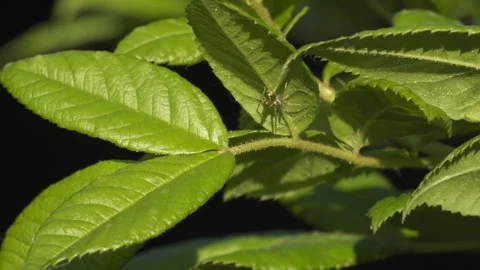 Crab Spider Crawling on Underside of Green Leaves - 4K Macro Wildlife Shot Vídeos de archivo 335698218