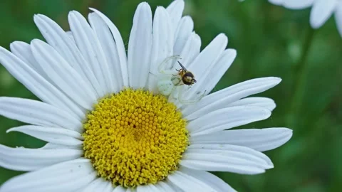 Crab spider digesting bee on white daisy flower in summer Stock Footage 342131113